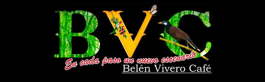 Belén Vivero Café