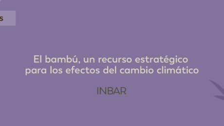 El bambú, un recurso estratégico para los efectos del cambio climático